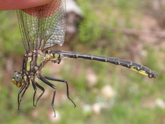 Phanogomphus descriptus