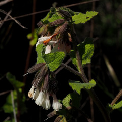 Symphytum brachycalyx