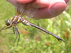 Somatochlora hineana
