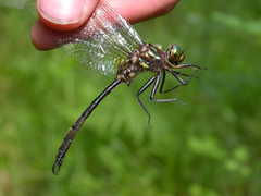 Somatochlora hineana