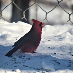 Cardinalis cardinalis