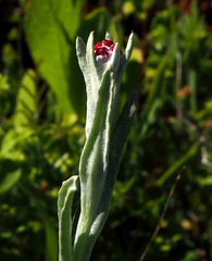 Helichrysum sanguineum