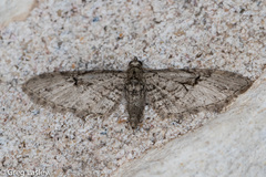 Eupithecia bolterii