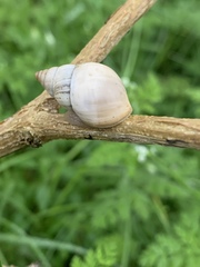 Rabdotus mooreanus