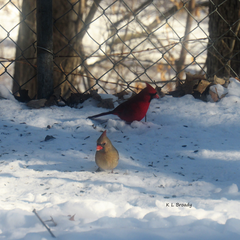 Cardinalis cardinalis