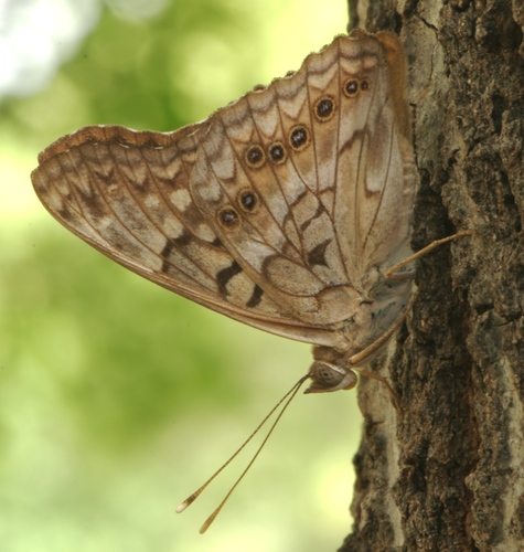 Asterocampa clyton
