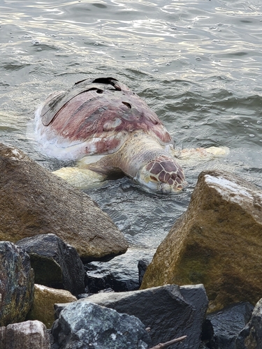 Loggerhead Sea Turtle photographed in Maryland