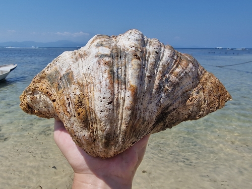Bear Paw Clam — seen at this dive site