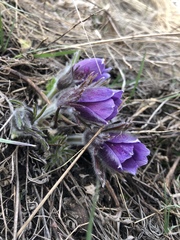 Pulsatilla montana