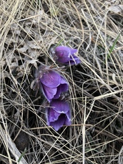 Pulsatilla montana