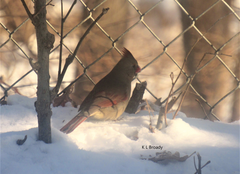 Cardinalis cardinalis