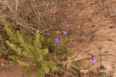 Lobelia tomentosa