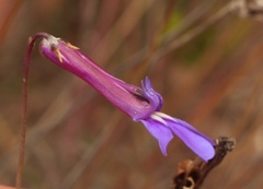 Lobelia tomentosa