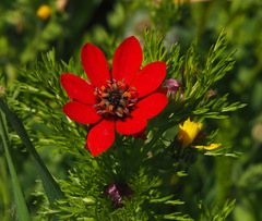 Adonis annua