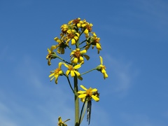 Ligularia glauca