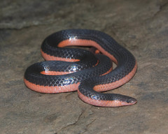 Carphophis vermis