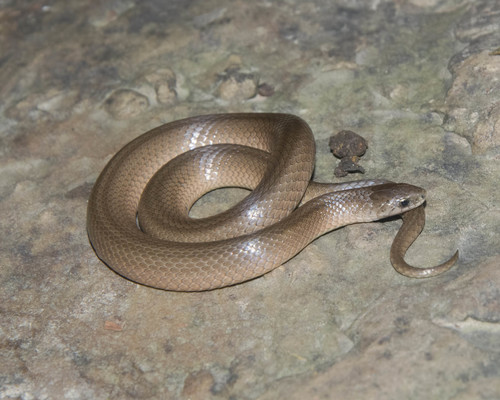 Smooth Earthsnake