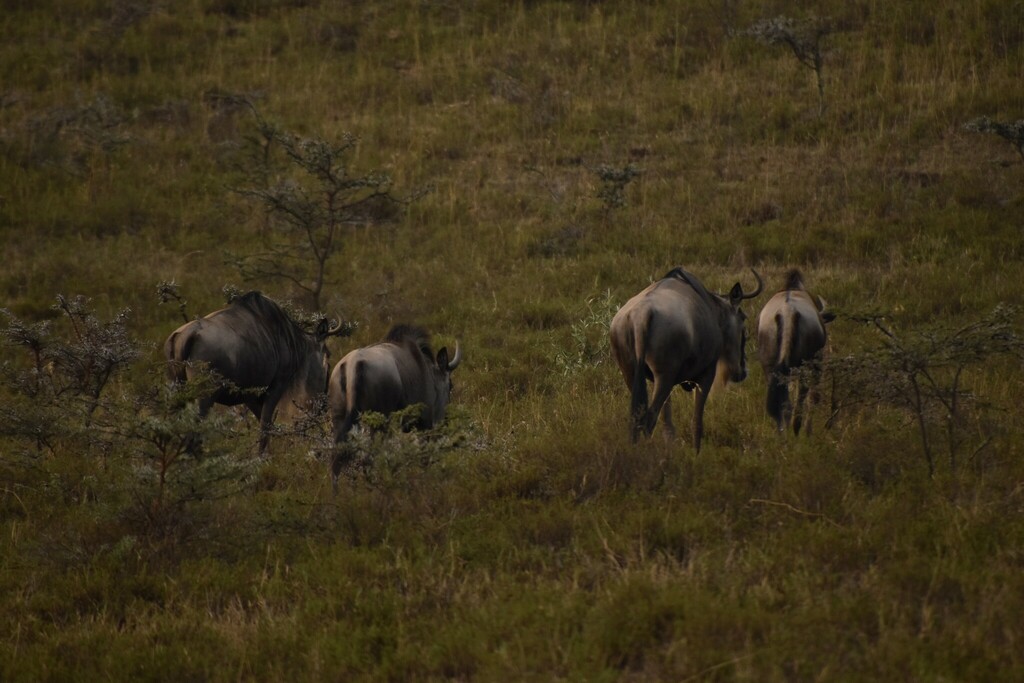 Connochaetes taurinus albojubatus, Sulmac Village, Kenya, by calum_mclennan