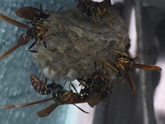 Polistes bahamensis