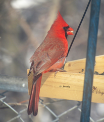 Cardinalis cardinalis