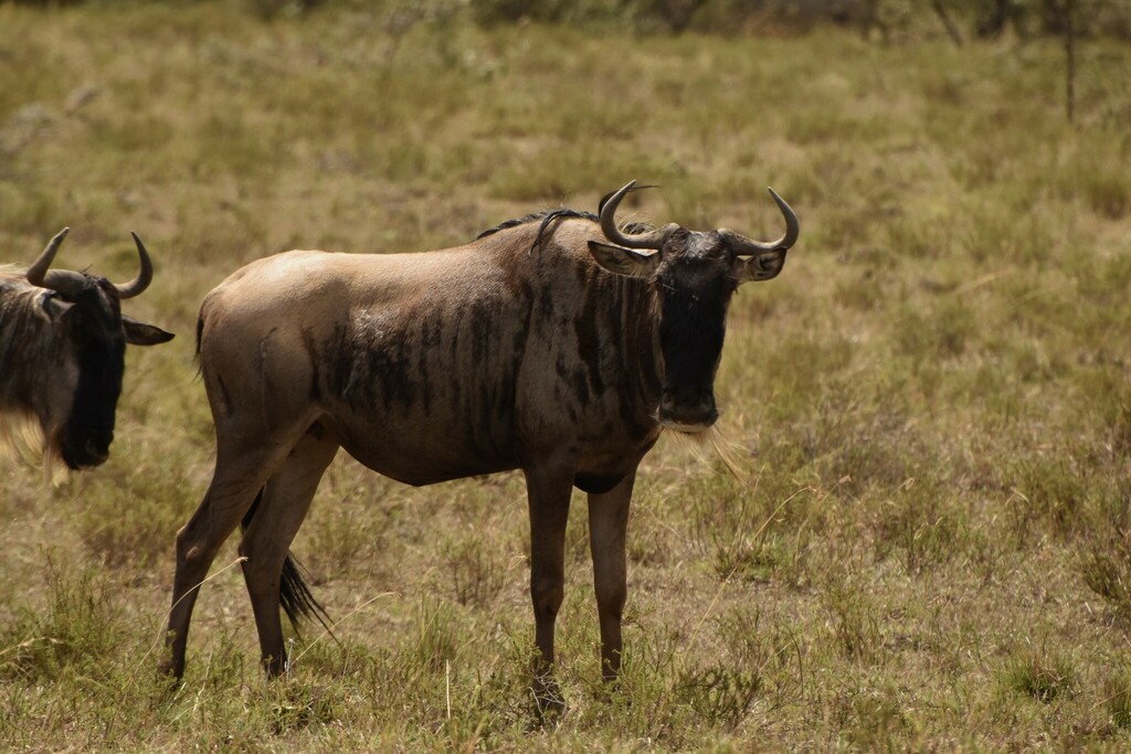 Connochaetes taurinus mearnsi, Naivasha, Kenya, by calum_mclennan