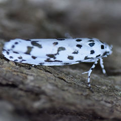 Ethmia notatella