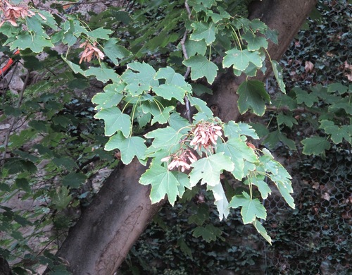 Image of Acer velutinum by (c) Marco Mussita, some rights reserved (CC BY)
