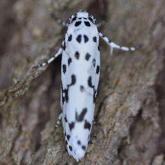 Ethmia notatella