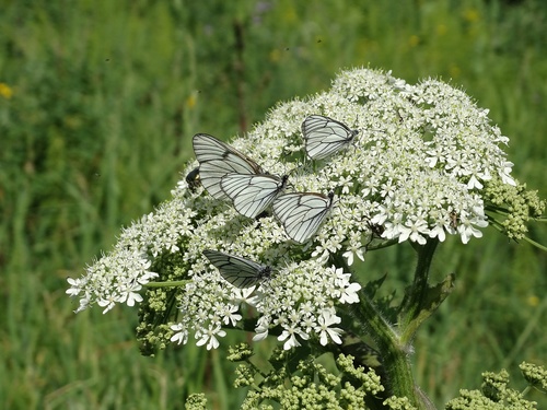 dissected hogweed
