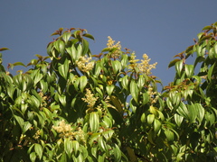 Miconia theizans