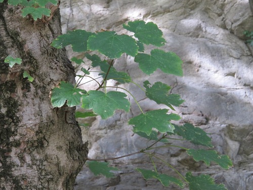 Acer velutinum, photograph 4