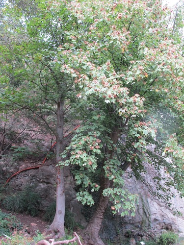 Acer velutinum, photograph 5