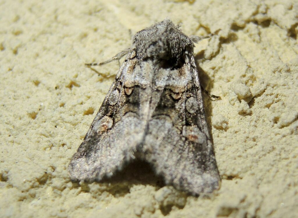 Cleoceris scoriacea