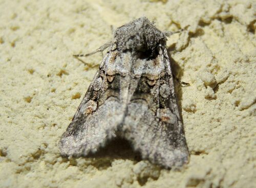 Noctuelle du Lys-des-Prés (La)