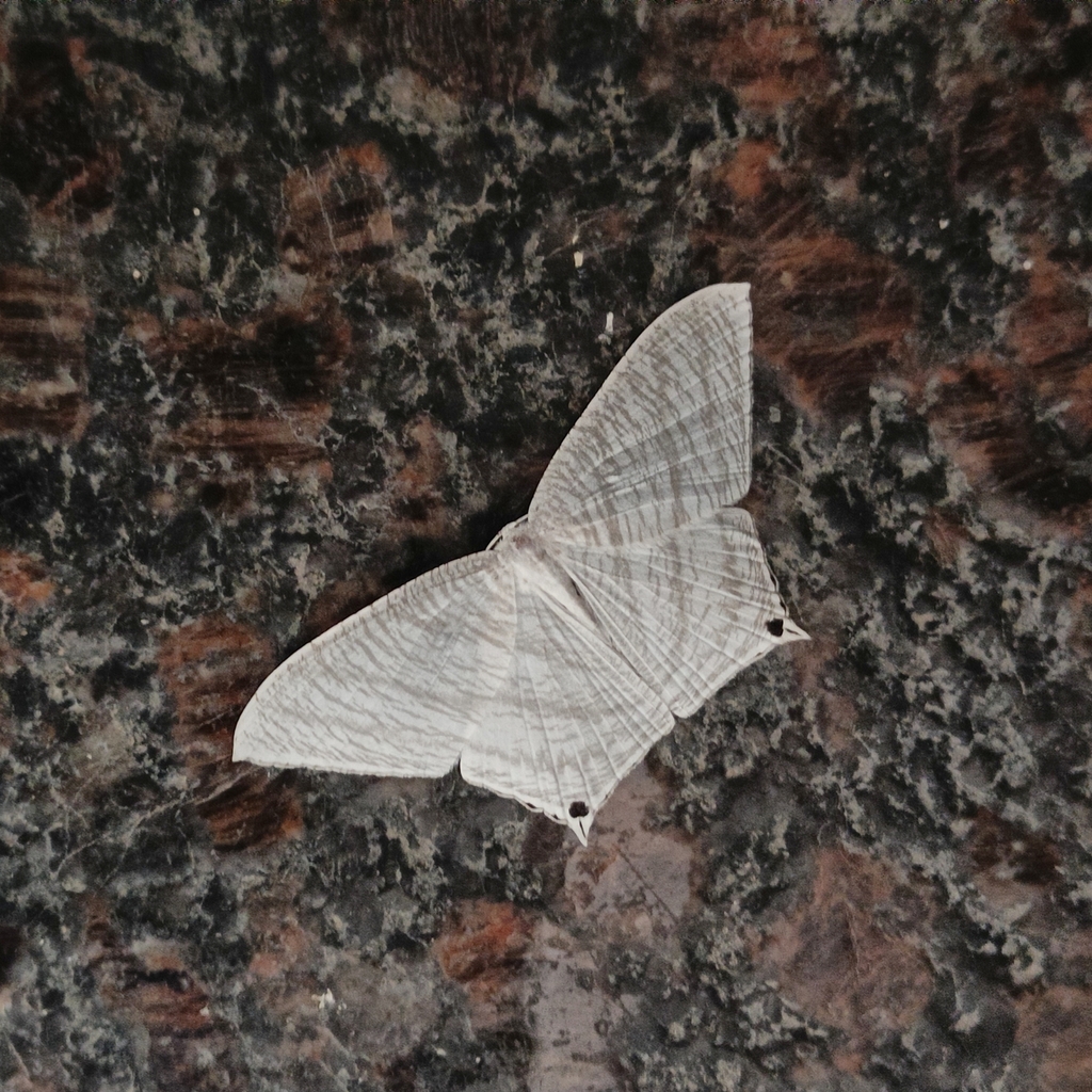 Grey Swallowtail Moth from GPMF+PFM, Karnataka 576231, India on October ...