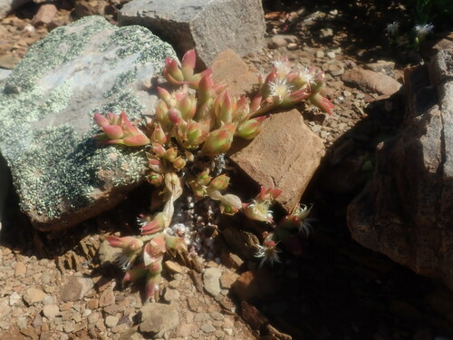 Mesembryanthemum ladismithiense
