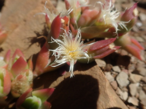 Mesembryanthemum ladismithiense 2