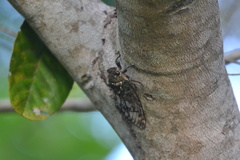 Fidicina