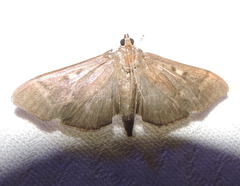 Herpetogramma sphingealis