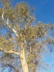 Eucalyptus