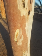 Eucalyptus