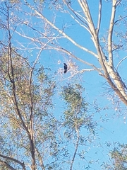Quiscalus mexicanus