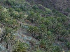 Phoenix canariensis image