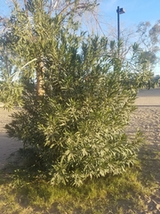 Nerium oleander