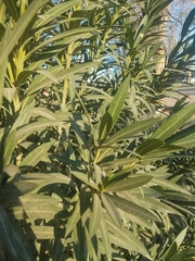 Nerium oleander