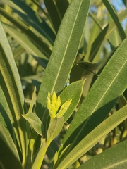 Nerium oleander