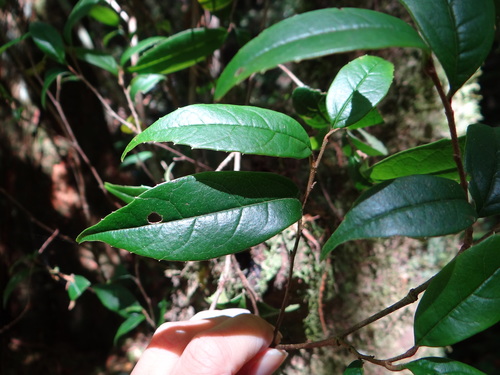 Sycopsis sinensis (Sycopsis sinensis)