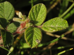 Desmodium molliculum