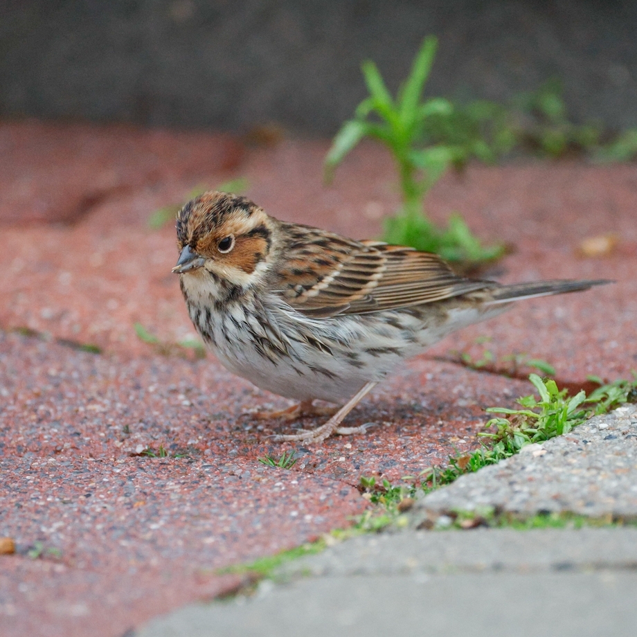 Little Bunting (Emberiza pusilla)