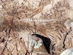 Sistrurus miliarius streckeri